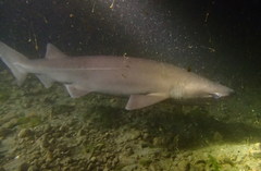 Hexanchus griseus