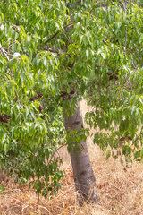 Brachychiton populneus