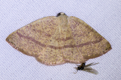 Drepanulatrix carnearia