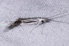 Coleophora discostriata