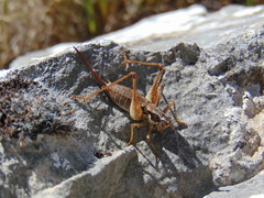 Pachytrachis striolatus