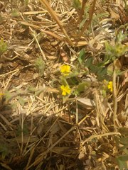 Nanothamnus sericeus