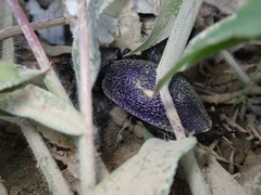 Carabus scabrosus tauricus