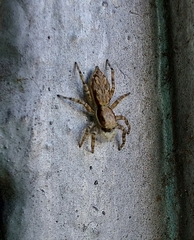 Menemerus bivittatus