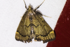 Hypsopygia phoezalis