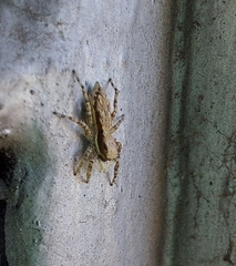 Menemerus bivittatus