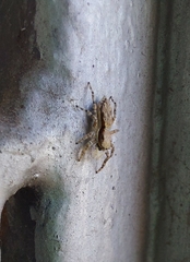 Menemerus bivittatus