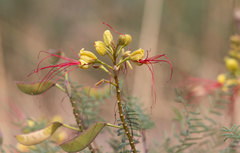 Erythrostemon gilliesii