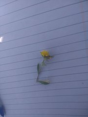 Nanothamnus sericeus