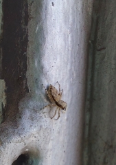 Menemerus bivittatus