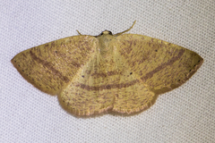 Drepanulatrix carnearia