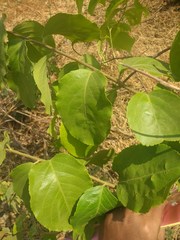 Celastrus paniculatus