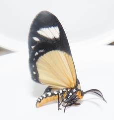 Scopula libyssa