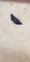 Diathrausta