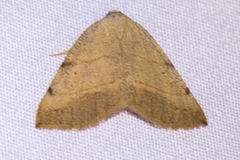 Drepanulatrix bifilata