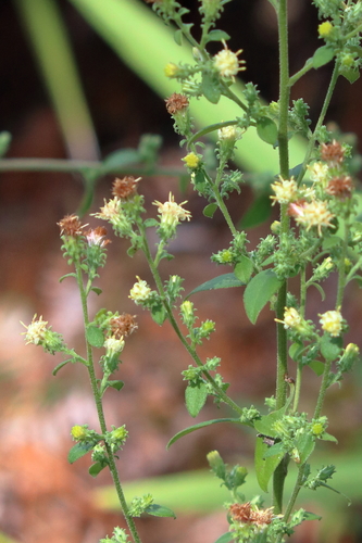 Image of Brintonia discoidea by (c) Lauren McLaurin, some rights reserved (CC BY)