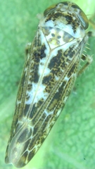 Athysanini