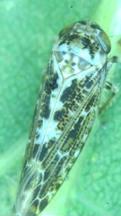 Athysanini