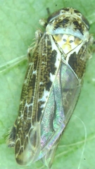 Athysanini