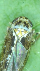 Athysanini