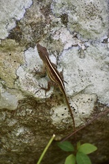 Anolis homolechis