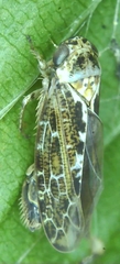 Athysanini