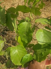 Celastrus paniculatus