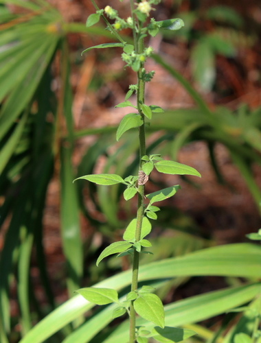 Image of Brintonia discoidea by (c) Lauren McLaurin, some rights reserved (CC BY)