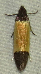 Anacampsis coverdalella