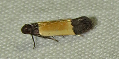 Anacampsis coverdalella