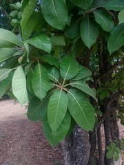 Madhuca longifolia latifolia