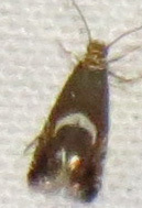 Yellow Nutsedge Moth photo 5