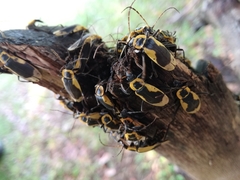 Chauliognathus distinguendus