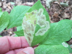 Leucanthiza dircella