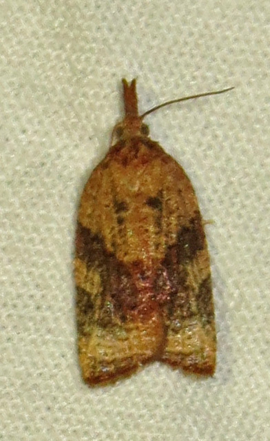 Platynota nigrocervina
