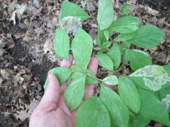 Leucanthiza dircella