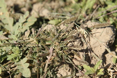 Sporobolus alopecuroides