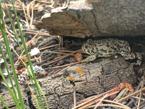 iNaturalist observation photo of Yosemite Toad