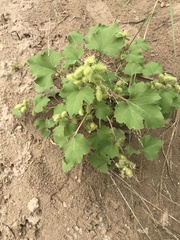 Xanthium strumarium canadense
