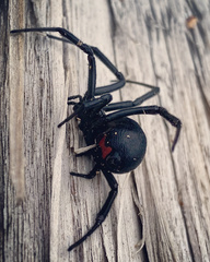 Latrodectus hesperus