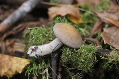 Thaxterogaster porphyropus