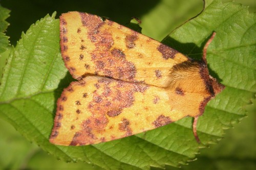 Pink-barred Sallow