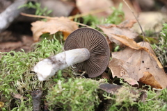 Thaxterogaster porphyropus