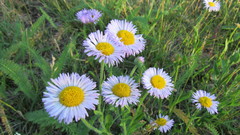 Erigeron glabellus