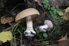 Cortinarius talus