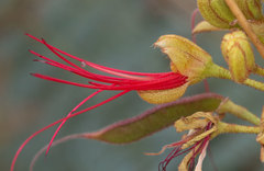 Erythrostemon gilliesii