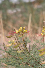 Erythrostemon gilliesii