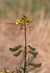 Erythrostemon gilliesii