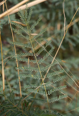 Erythrostemon gilliesii