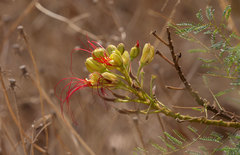 Erythrostemon gilliesii